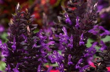 Salvia Nectar Purple™
